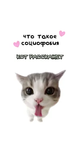 Как работает социофобия? 😅 #котятапоясняют #кот #киса