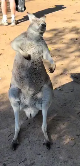 #oasis #wonderwall #kangaroo 
