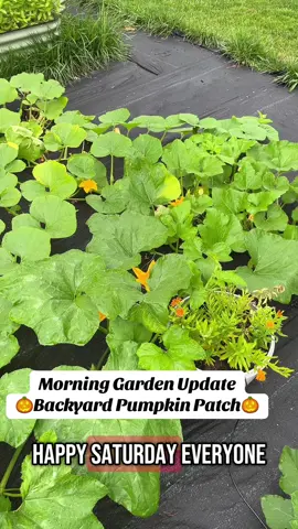 It is a rainy morning here at the pumpkin patch🌧️🎃 how are your pumpkins doing? #pumpkinpatch #pumpkin #pumpkinseason #halloween #nightmarebeforechristmas #goodmorning 