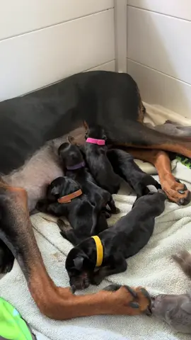 Three days old!!!   Doberman puppies!!!!  8 male 5 female! Tail docking Monday! We offer transport and do not ship puppies alone  due to stress on puppies. If interested please message me! #adoptdoberman #dobermanforsale ###puppy #doberman 