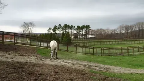 Gold Ship just living his best life 🐴✨ no races. no rules. no rush. just gold ship, the breeze, and a whole lot of grass 🍃 once a legend on the track, now a master of slow living. he wanders. he naps. he rolls around in the dirt. he lives like every day is a lazy sunday. some say he’s stubborn. some say he’s wise. we just say… he’s free 🕊️ this is gold ship now. no drama. no pressure. just peace. 🎥 original footage by the amazing @pomenote on YouTube go check out their channel for more peaceful horse vibes! 🐎 #GoldShip #HorseVibes #SlowLiving #RetiredLegend #Pomenote #HorseTok #SoftLife #FarmCore #PeacefulVibes #Umamusume #ChillContent #WholesomeTok #FYP