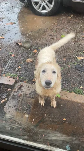 Smoke Show loves playing in the rain and mudd but not as much as he loves his mommy🥰