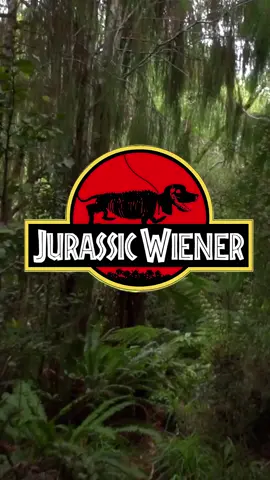 “Would you run.. hide.. or try to pet the Velociwiener?” #jurassicpark #jurassicworld #dachshunds #fyp #jurassicworlddominion 