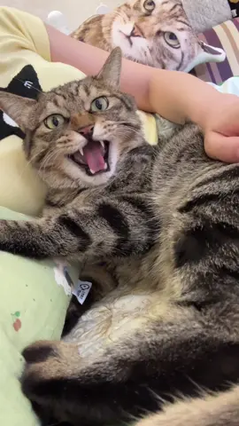 Cat: How could this man say the same thing to me!#fyp #jinjin #CatCare 