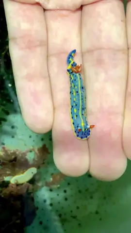 Hello everyone, I have two names. On the shore, I'm called a slug. Do you know what I'm called in the sea? #MarineLife  #UnderwaterWorld #Fish #pet #petlover 
