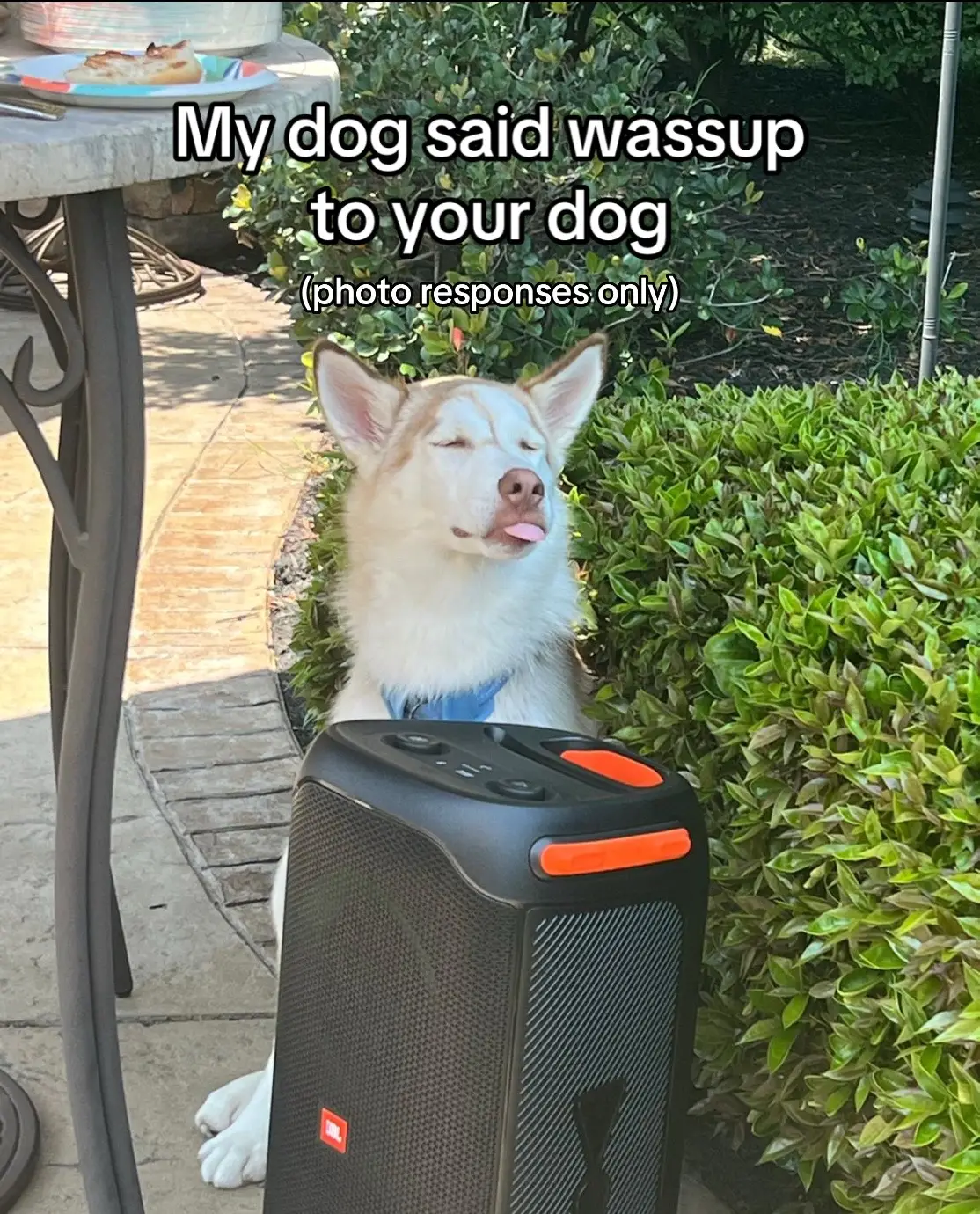 He was jammin’ to the music 🤣 #dogsoftiktok #huskybluey 