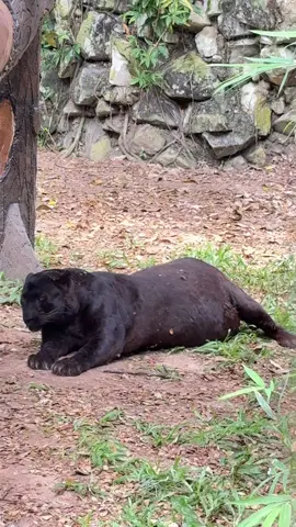 he’s so chonky i’m starstruck #zoonegara #apoh @Zoo Negara Malaysia 