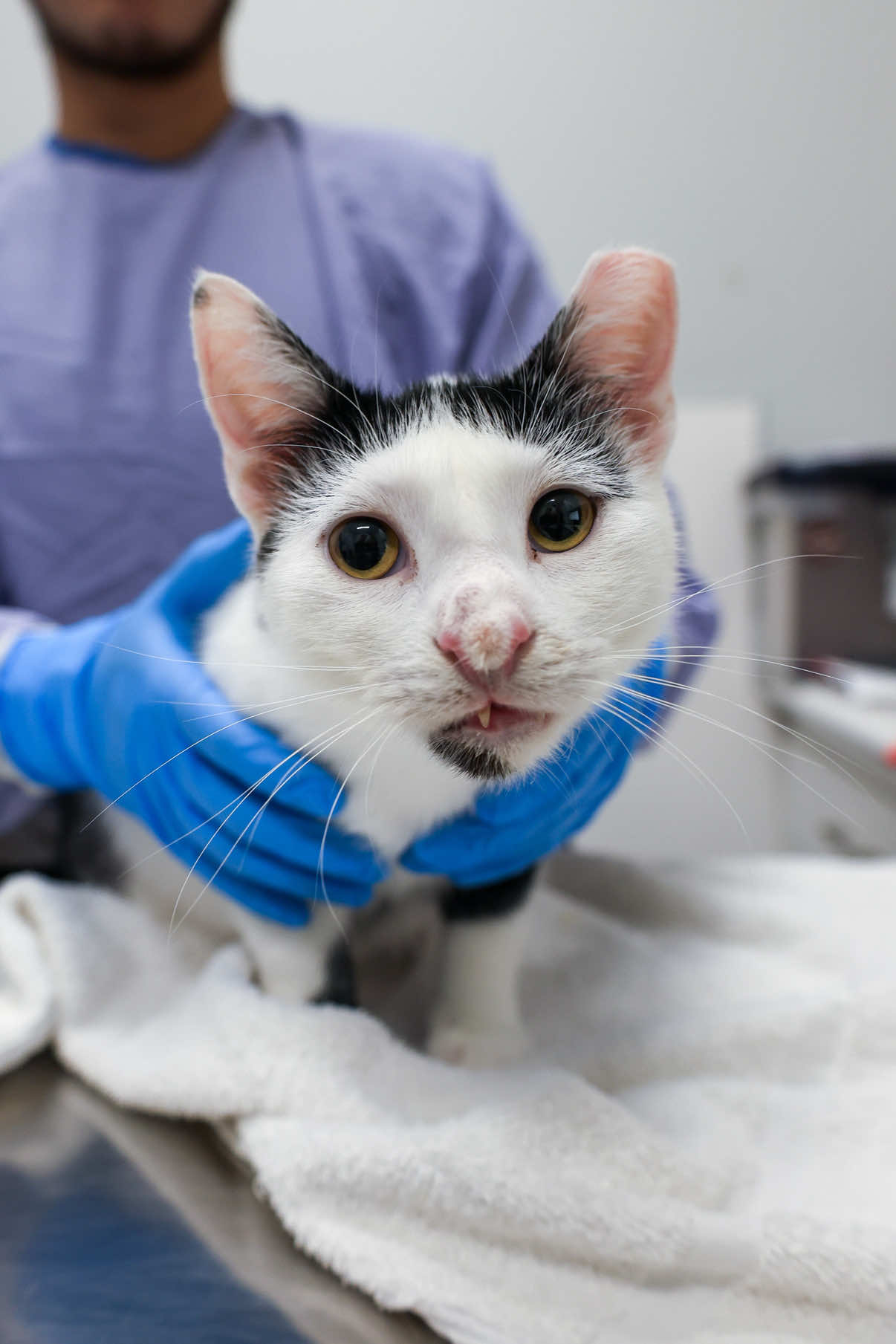 UPDATE: Adopted!! Winifred was born with some unique features, including a dermoid on her nose that makes it fluffy (there’s even a couple whiskers growing from it) and an extra canine tooth right in the middle. She’s downright adorable.  These unexpected things don’t impact Winifred’s life, and are purely cosmetic. Removing them would make her go through an unnecessary surgery and recovery, and she’s already perfect just the way she is!  If you’re looking for the sweetest companion to join your home, we highly recommend meeting miss Winifred at our Adoption Center!