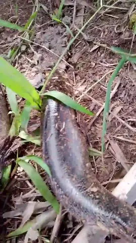 mentahan buat prenk teman, #fyp #mentahan #mentahandapatikan #masukberanda #viral #mancingtoman #mancing 