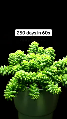 This I how I grew a burro's tail from leaves in #timelapse 