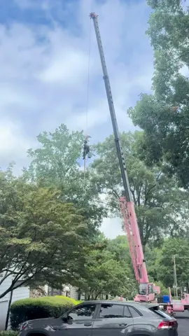 #treeremoval #treework #arborist #climber 