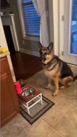 Picky Pup Gets Gourmet Meal: Dog Food Rituals! Join us as we witness a picky eater dog and the dog food rituals! Watch our dog's hilarious antics and heartwarming moments, from refusing food to enjoying a gourmet meal. Plus, a relatable grandpa analogy and an adorable cuddle session, thanks for watching! #DogLife #PickyEater #DogFood #CuteDogs #FunnyAnimals #PetHumor #DogLovers #AnimalFriends #HappyDogs #DogVideos