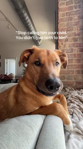 Haters will say it’s AI but he’s literally my son #dog #dogmom #dogsoftiktok #fyp #viral 