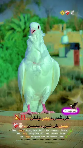 نشرته ونحضر حبايب أعاده نشر وتعاليق نگليزيه الحساب محضور فضلا وليس امراً🩵@﮼ࢪضيوو 𓅔 @حسون⚠️🚩 @فكات ارافل وحمر الديوانية @زغلول.٢٠١٧ @ألدون🇵🇹🦅 @حسن سلام★ #اكسبلور #اكسبلورexplore #مشاهدات #متابعه_ولايك_واكسبلور_احبكم #الشعب_الصيني_ماله_حل😂😂 