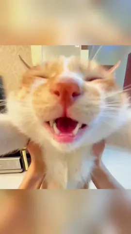 Day #24 | Talking CARRS! Pt. 2 #talkingcats #Funnycats #petvideos #Cat #catsoftiktok #fyp #usa #usa🇺🇸 #fy #speaking #fyppppppppppppppppppppppp #Adorable #kitty #Talking #foryoupage #Funnykitties  #Cute #Funnyvideo