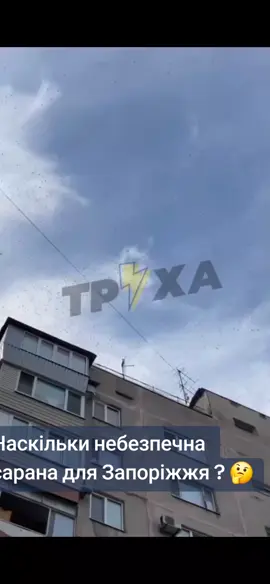 #сарана #саранча 