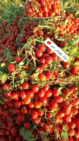 #ربك-يعوض-خير💔😥 #خربانه_خربانه #CapCu #بوقادوم🇱🇾🇪🇬 #ملوك #طماطمـ🍅 @Ahmed 