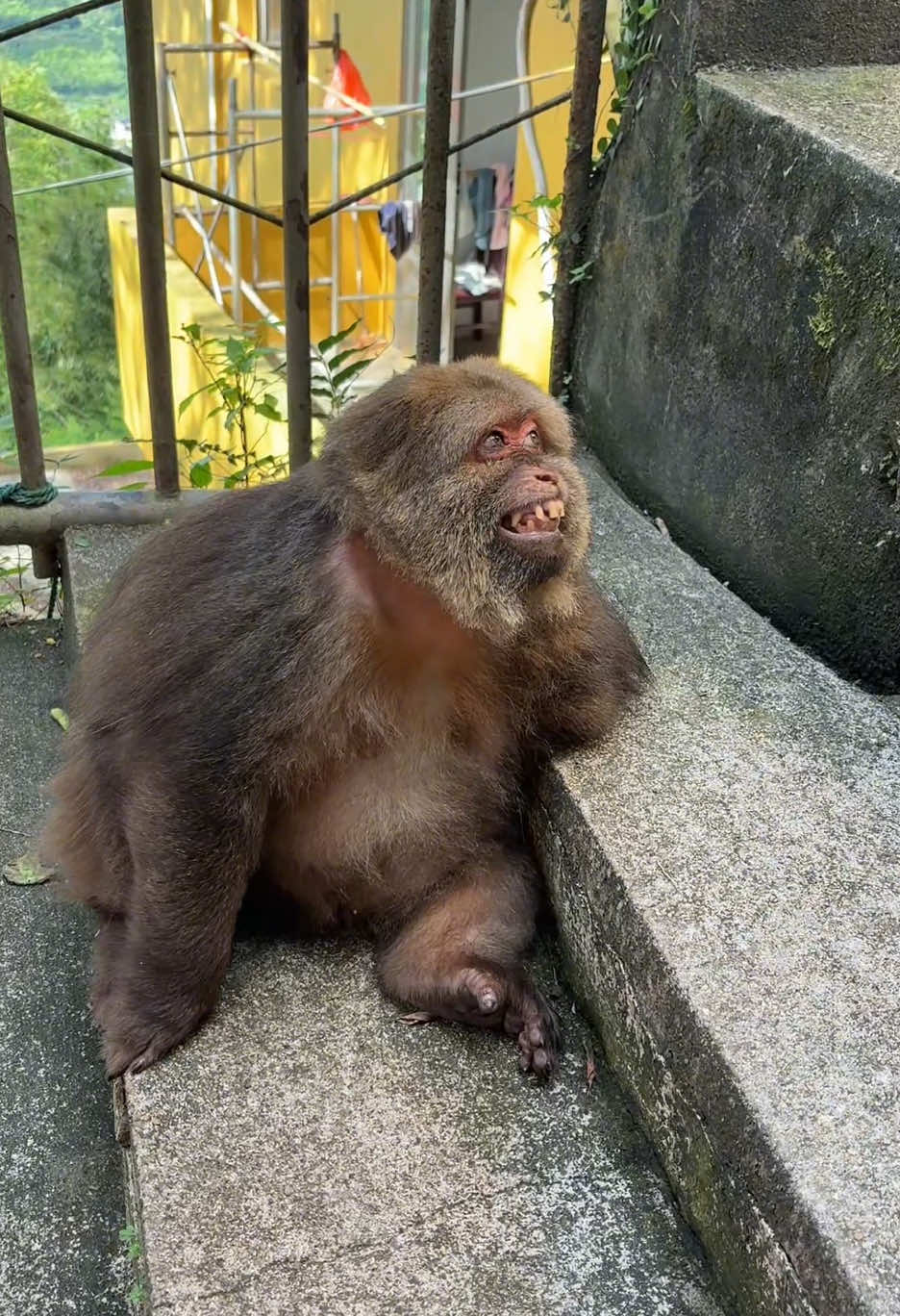 #monkey #monkey #xingxing #cute #lovely 