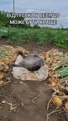 #юмор#котвенька #відпустка #село#