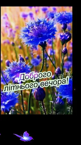 #доброговечера #доброїночі #мирутаспокою🙏🇺🇦 