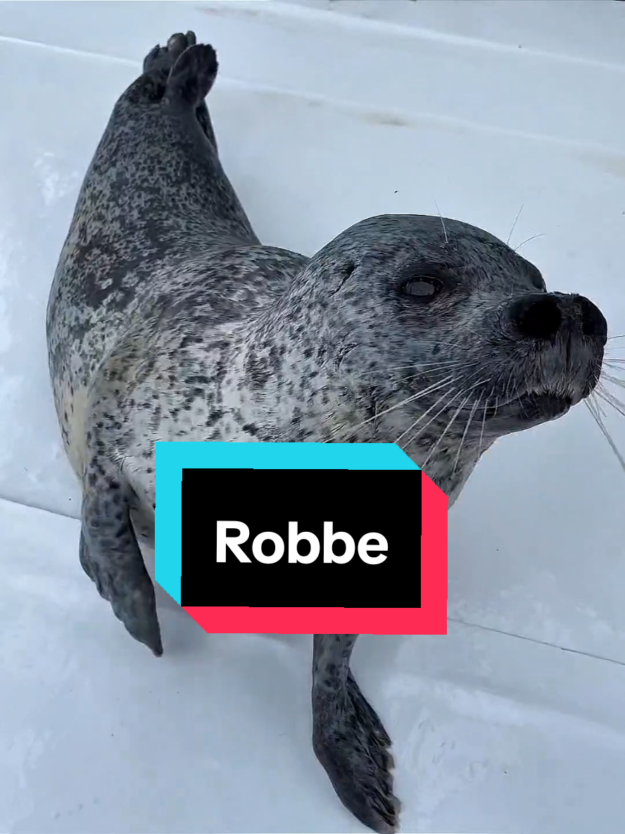 Die Robbe: An Land lost, im Wasser Endgegner.#lustigetiere #wildetiere #seal #robbe #fett 