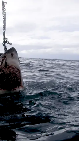 Coming in HOT! 🔥 Check out the gnarly bites on Jaws vs Mega Croc Monday at 9p during #SharkWeek on @discovery.