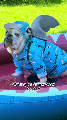 She's super excited....🙄😂🦈💦 #sharkweek #englishbulldog #dogsofttiktok 