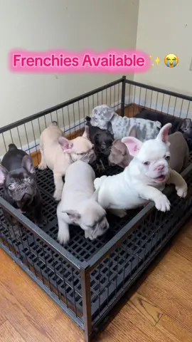 Waiting for his new home✨❤️ #frenchiesforsale #TexasDogs #houstontiktok #htx #FrenchieLovers 