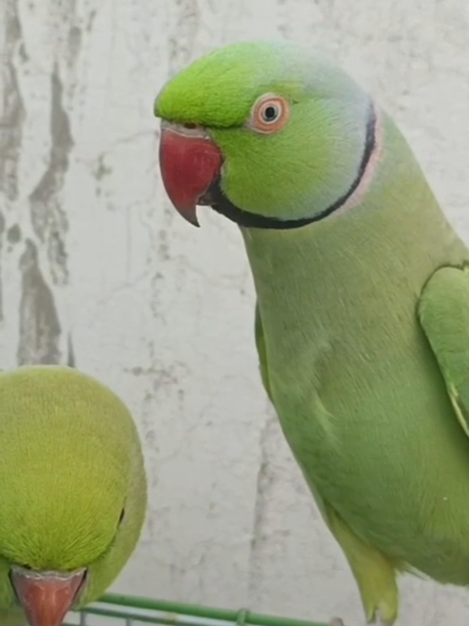 Ringneck Parrot Saying Mithu Mithu #tiktok #tiktokviral #viralvideo #viraltiktok #parrot #talkingparrot #parrotvideo #cutepets #greenparrot #mithu #ringneckparrot #indianringneckparrot #bestparrot