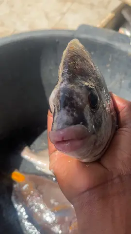🧠 Qui connaît ce poisson ? Je l’ai reçu ce matin chez Al-Bakhri 🐟 Il a des lèvres comme un humain 😅 Quelqu’un connaît son nom exact ? 📩 Écris-moi si tu sais ! Merci d’avance 🙏🏽 📸 (mets la vidéo ou une capture du poisson avec ses lèvres visibles) #PoissonMystère #AlBakhri #PoissonFrais #TeamPoisson #dakarbuzz #PoissonFrais #DakarFood 