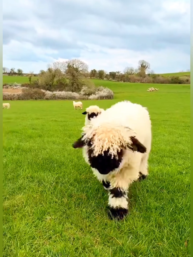 The little Lamb jumping 😂🐑 #funnyanimals #lambfunny #cutelamb #funnylamb #babyanimals   #animalvideos #funnyshorts 