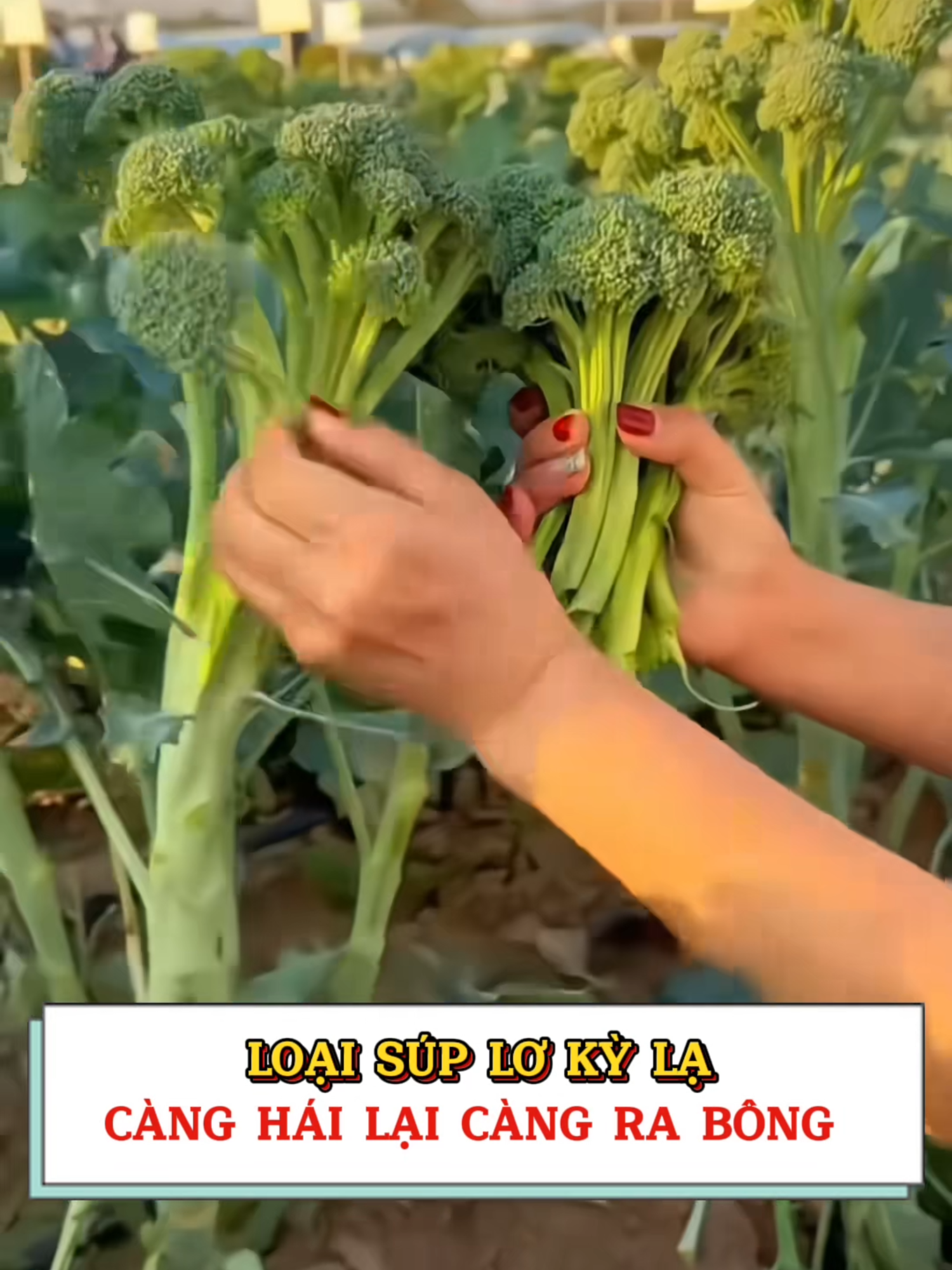 Giống mới đang hot. Càng hái càng ra.