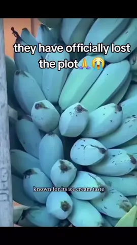 #fyp #whatkindofawesomeisthis #abcxyz #fruit #niche #nichefruit #growagarden 