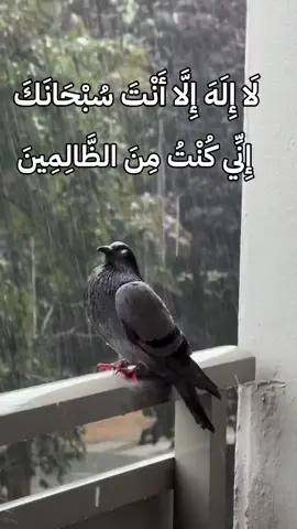 #لَا إِلَهَ إِلَّا أَنْتَ سُبْحَانَكَ إِنِّي كُنْتُ مِنَ الظَّالِمِينَ🌹❤
