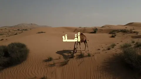 { أَفَلَا يَنظُرُونَ إِلَى الْإِبِلِ كَيْفَ خُلِقَتًِ }#قران #quran #fyp #1millionaudition 