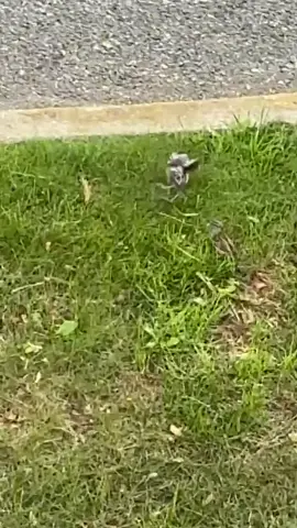 My first and last day bird watching. 🐥