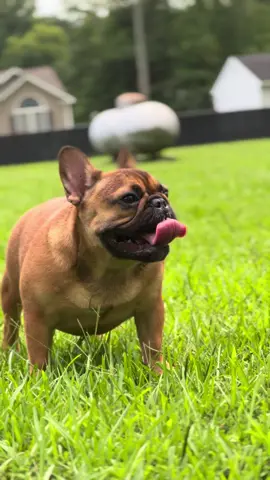 Himanon x Princess Leia daughter #fyp #foryoupage #frenchie #frenchbulldog #frenchiesoftiktok 