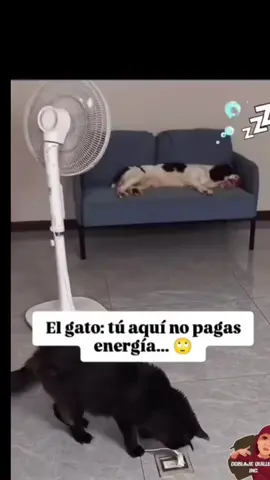 Tu aquí no pagas luz #anime #doblaje #videovira #drilococo🐊🤣 #gat 