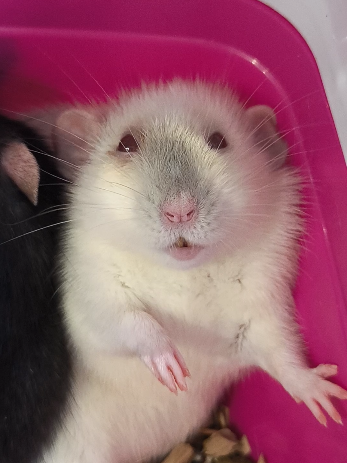а вы знаете, что крыска делает? 😜  #ratsoftiktok #animals #animal #funnyanimals #rat #pets #PetsOfTikTok #pet #rats #cute #Love #крысы #крысытикток #крыса #крысадамбо #крыска #декоративныекрысы 