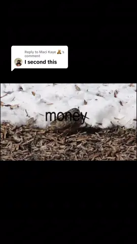 Replying to @Maci Kaye 🧸  Not as good bc I don’t use templates, but this was fun to make!  #edit #meep #woodcockbird #nohands #viral #fypシ 