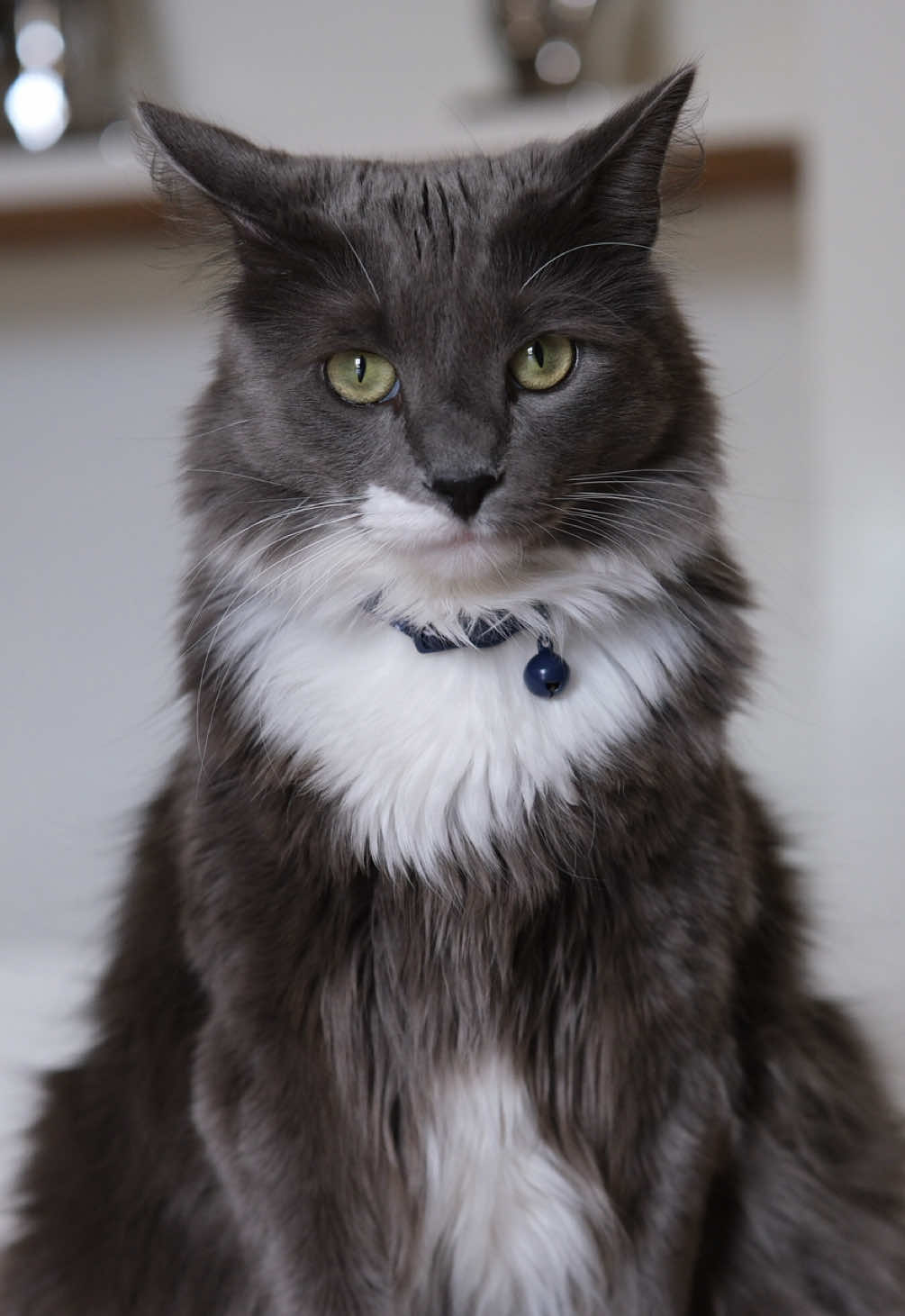 Not your average cat video. Asher in 24fps, like a star. 🐾🎥#fx30 #jbauvisions #cinematic #CinematicPet #FX30Edits #CatFilm