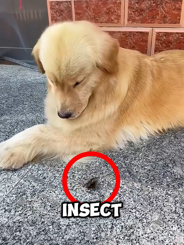 The dog felt so guilty #for #cute #fuuny #skill #tips #shorts 