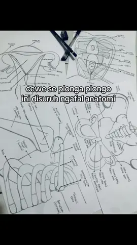 knp hrs bahasa inggris kn jd nyusahin😭😭 #anatomikebidanan #poltekkes 