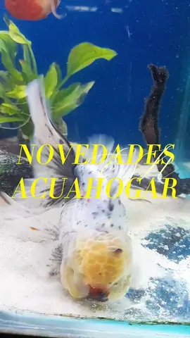 Variedad de Golfish aquí en Acuahogar🐟❤️