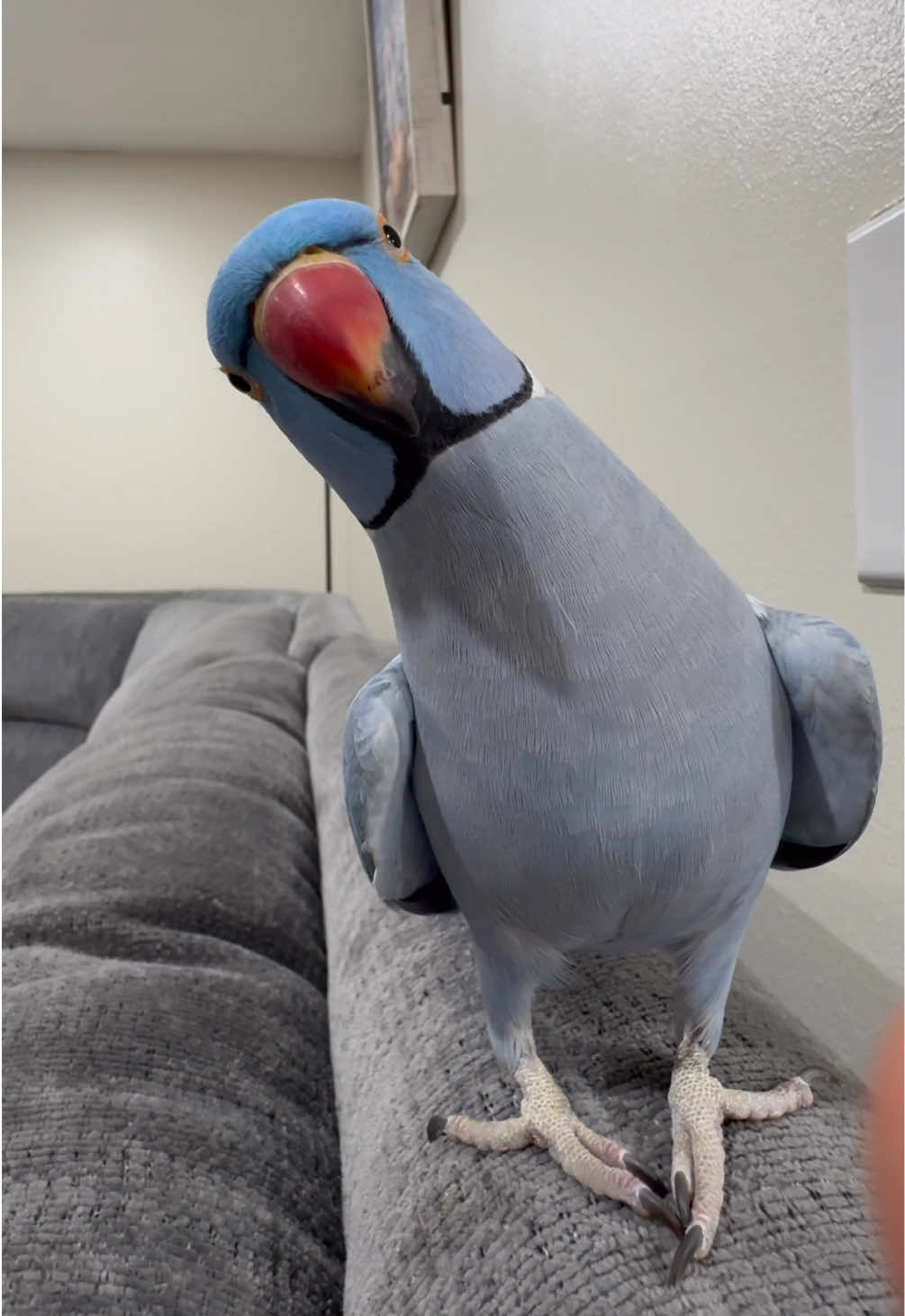RIO?🐦 #indianringneck #iloveyou #fyp #funnyparrot 
