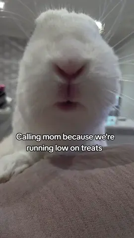 she could almost see the bottom of the treat jar..#bunnyvideos #bunbun #cutelittlebunny #dwarfbunny #bunnytreats #bunnynose 