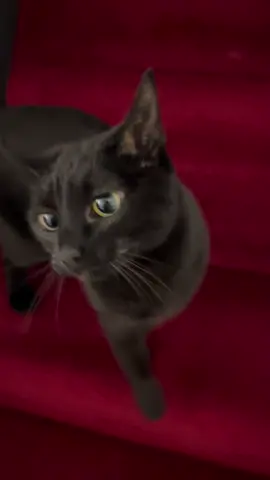 #blackcat 