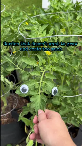 It definitely feels illegal—but I wouldn’t change it for the world! I’m always learning, and even the smallest sprout is rewarding! #illegal #gardening #homestead #trendingaudio #fyp #gardentok #freckledgardener 
