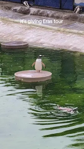 Who's afraid of little penguin? Well you should be #taylorswift #erastour #edinburgh #edinburghzoo #penguin 