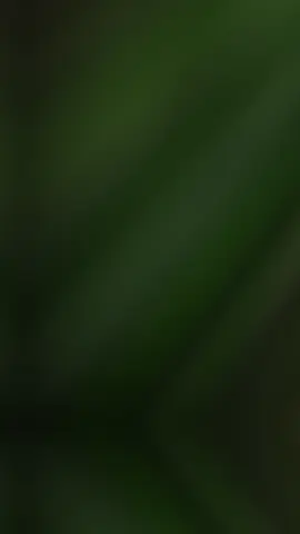 #CapCut 